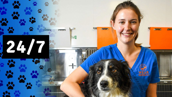 24/7 Pet Hospital Season 2 is yet to be announced by BBC One