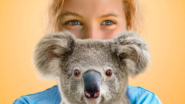 Izzy’s Koala World Season 3 is yet to be announced by Netflix