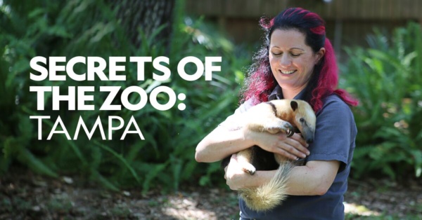 Secrets of the Zoo: Tampa Season 5 is yet to be announced by Nat Geo Wild