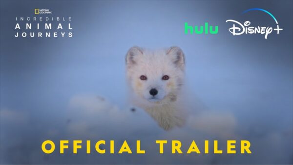 Incredible Animal Journeys Season 1: to Be Released in November 19, 2023 on 